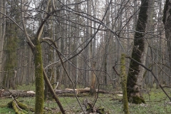 Forêt primaire de Bialowieza