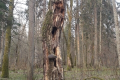 Forêt primaire de Bialowieza