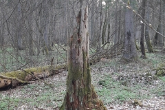 Forêt primaire de Bialowieza