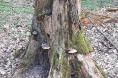 Forêt primaire de Bialowieza