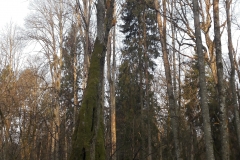 Forêt primaire de Bialowieza