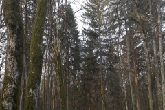 Forêt primaire de Bialowieza