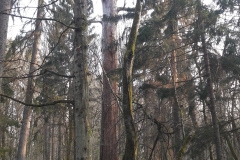 Forêt primaire de Bialowieza