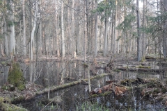 Forêt primaire de Bialowieza