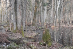 Forêt primaire de Bialowieza
