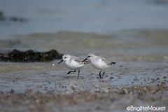 Becasseaux Sanderling