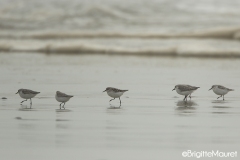 Becasseaux Sanderling