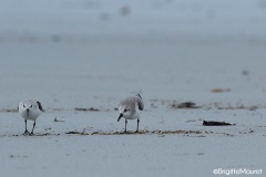 Bécasseau sanderling