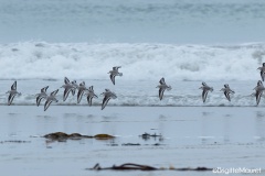 Bécasseau sanderling