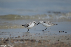 Bécasseaux sanderlings