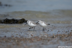 Bécasseaux sanderlings