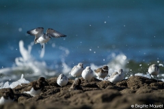 Becasseaux sanderlings