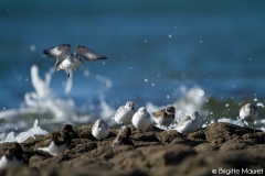 Becasseaux sanderlings
