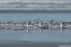 Bécasseaux sanderling