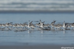 Bécasseaux sanderling