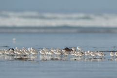 Bécasseaux sanderling