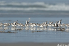 Bécasseaux sanderling