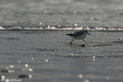 Bécasseau sanderling,