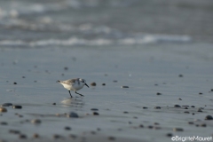 Bécasseau sanderling,