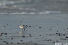 Bécasseau sanderling,