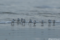 Bécasseau sanderling,