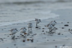 Bécasseau sanderling,