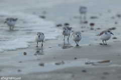 Bécasseau sanderling,