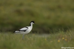 Avocette élégante,