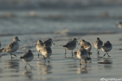 Bécasseaux sanderling