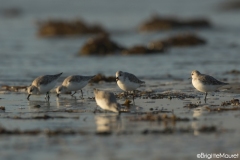 Bécasseaux sanderling