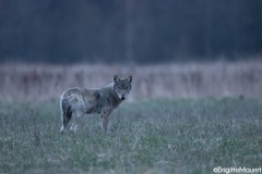 Loup gris