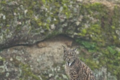 Lynx pardelle