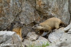 Marmotte