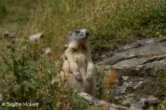 Marmotte