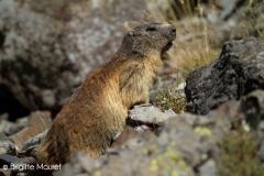 Marmotte