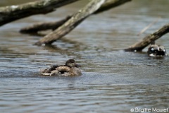 Canard chipeau