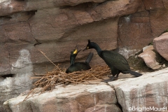 Cormorans huppés