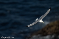 Mouette tridactyle