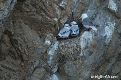 Mouette tridactyle