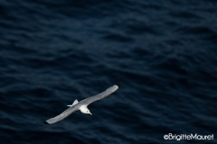 Mouette tridactyle