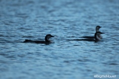 Plongeon arctique