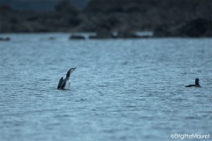 Plongeon arctique