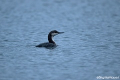 Plongeon arctique