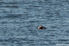 Eider à tête grise