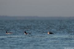 Eider à tête grise