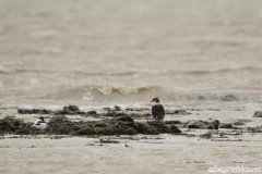 Eider à tête grise