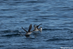 Puffin des Baléares