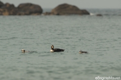 Eider à duvet - Hareldes boréales