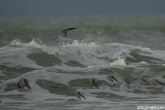 Mouettes rieuses