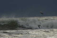 Mouettes rieuses